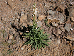 Digitalis Trojana (yksk otu) 