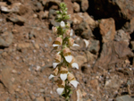 Digitalis Trojana (yksk otu) 