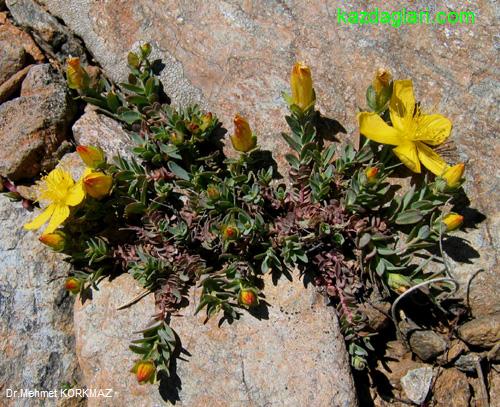 Hypericum Kazdaghensis (Kantaron)