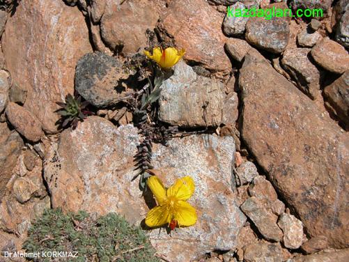 Hypericum Kazdaghensis (Kantaron)