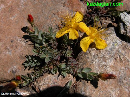 Hypericum Kazdaghensis (Kantaron)