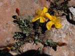 Hypericum kazdaghensis Gemici et Leblebici (Kantaron)