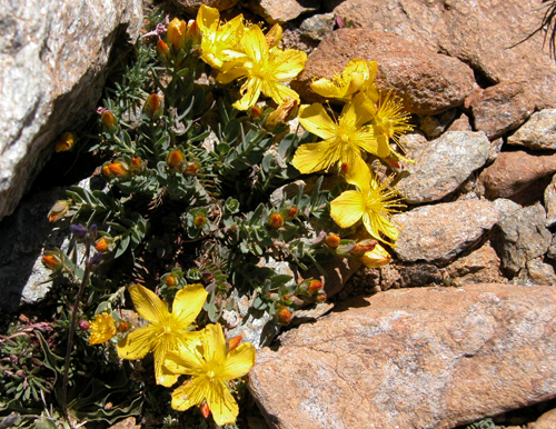 Hypericum kazdaghensis Gemici et Leblebici (Kantaron)