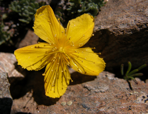 Hypericum kazdaghensis Gemici et Leblebici (Kantaron)