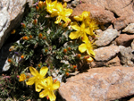 Hypericum kazdaghensis Gemici et Leblebici (Kantaron)