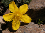 Hypericum kazdaghensis Gemici et Leblebici (Kantaron)