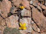 Hypericum kazdaghensis Gemici et Leblebici (Kantaron)