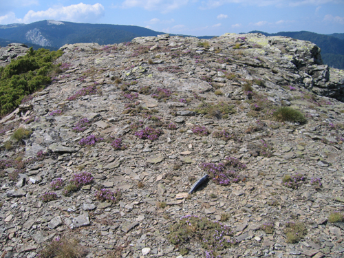 thymus pulvinatus celak (kekik)