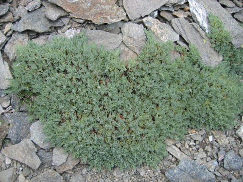 thymus pulvinatus celak (kekik)