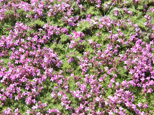 thymus pulvinatus celak (kekik)