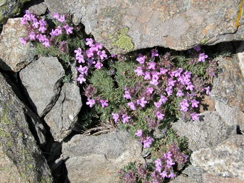 thymus pulvinatus celak (kekik)