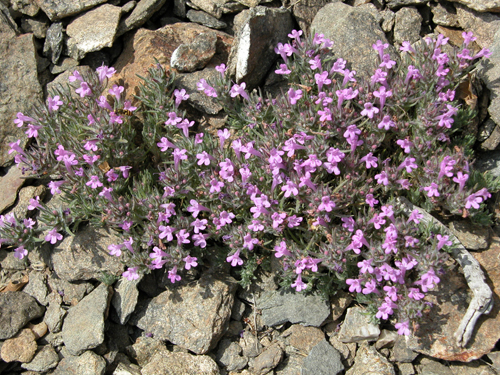 thymus pulvinatus celak (kekik)