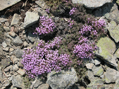 thymus pulvinatus celak (kekik)