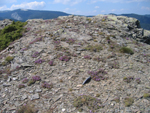 Thymus pulvinatus celak (kekik)