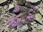 Thymus pulvinatus celak (kekik)