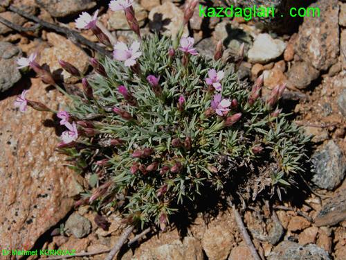 Dianthus arpadianus ( Hsnyusuf )