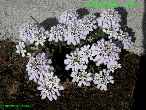  iberis saxatilis ( Hünkar Beğendi )