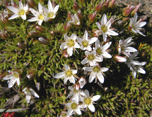 Minuartia garcheana Mattf