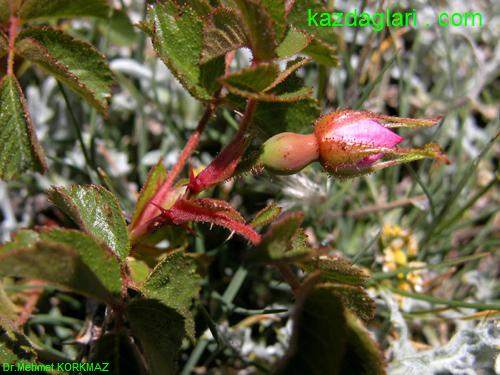 Rosa Sicula Tratt (Wild Rose)