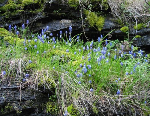 Muscari latifolium Kirk (Da smbl)