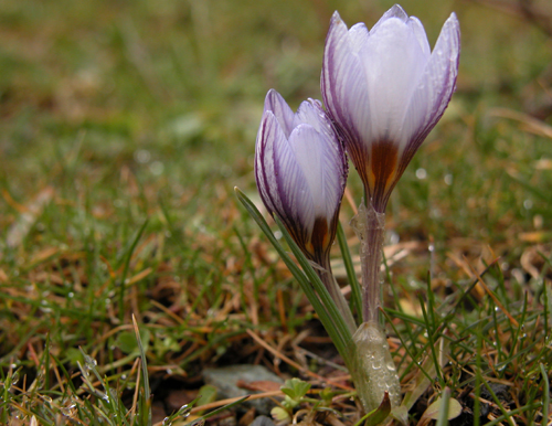 Crocus biflorus (idem) 