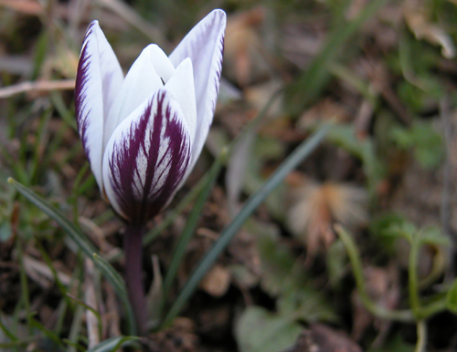 Crocus biflorus (idem) 