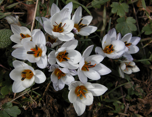 Crocus biflorus (idem) 