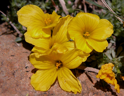 Linum boissieri Asch (Keten)