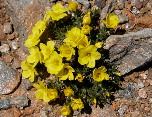 Linum boissieri Asch (Keten)