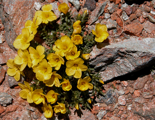 Linum boissieri Asch (Keten)