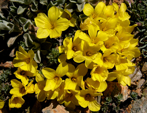 Linum boissieri Asch (Keten)