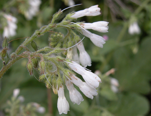 Onosma bracteosum Hausskn (Emzik otu) 