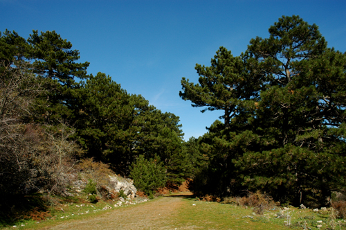 Yayla - Ay Deresi Trakink Yolu