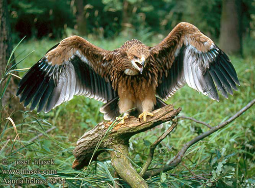 %C5%9Fah%20kartal-b-1.jpg