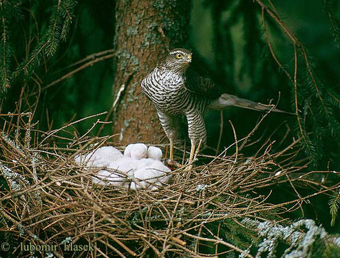  Atmaca  (Accipiter Nisus)