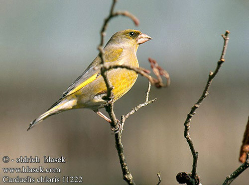 Florya  (Carduelis Choloris)