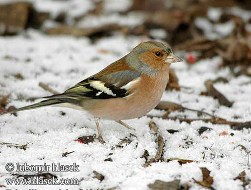 spinoz  ( Fringilla coelebs)