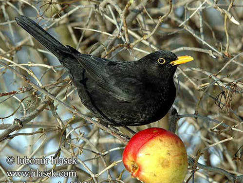 Karatavuk  (Turdus Merula)