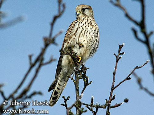 Kerkenez  (Falco Tinninculus)