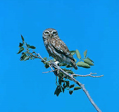 Kukumav  (Athena noctua)