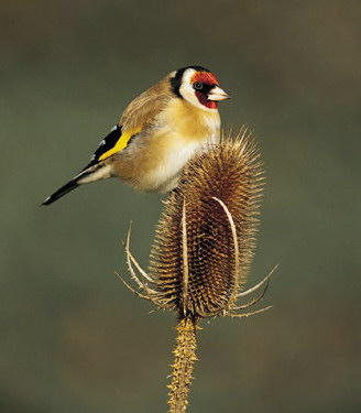 Saka  (Carduelis carduelis)