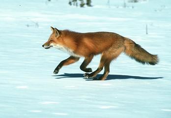 Tilki  (Vulpes vulpes)